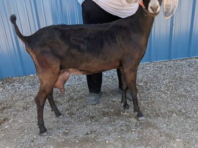 ADGA American Nubian Milker for sale