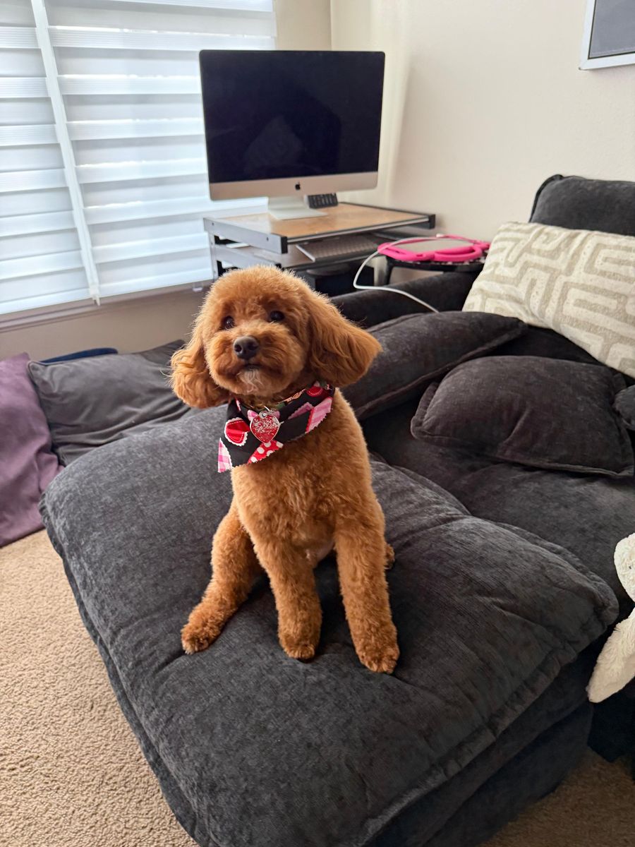 Gorgeous Mini Red Poodle Stud Service – %100 Clear Health Tested Teddy Bear Puppies