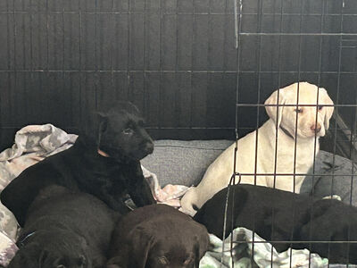 Lab Puppies Ready For Forever Home