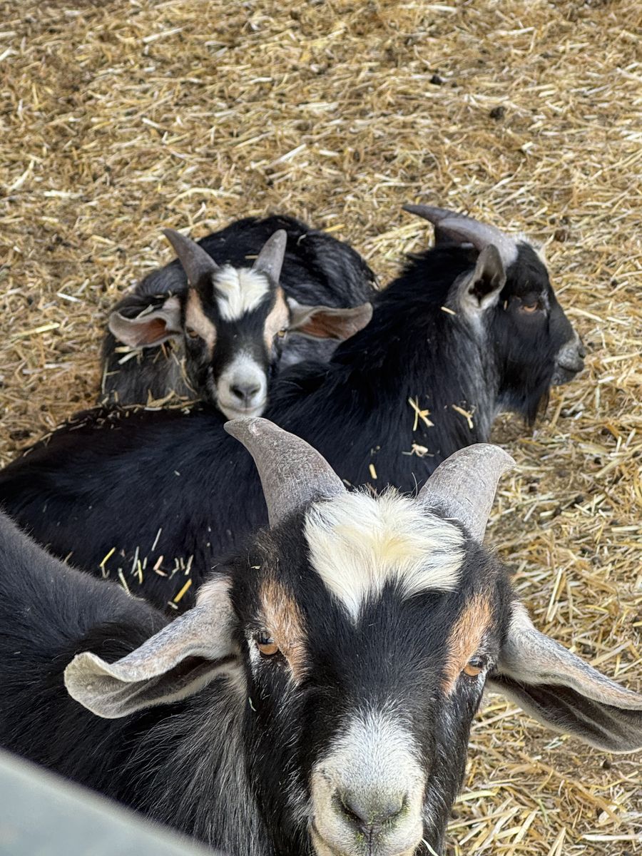 3 young Kinder goats