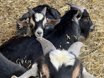 3 young Kinder goats