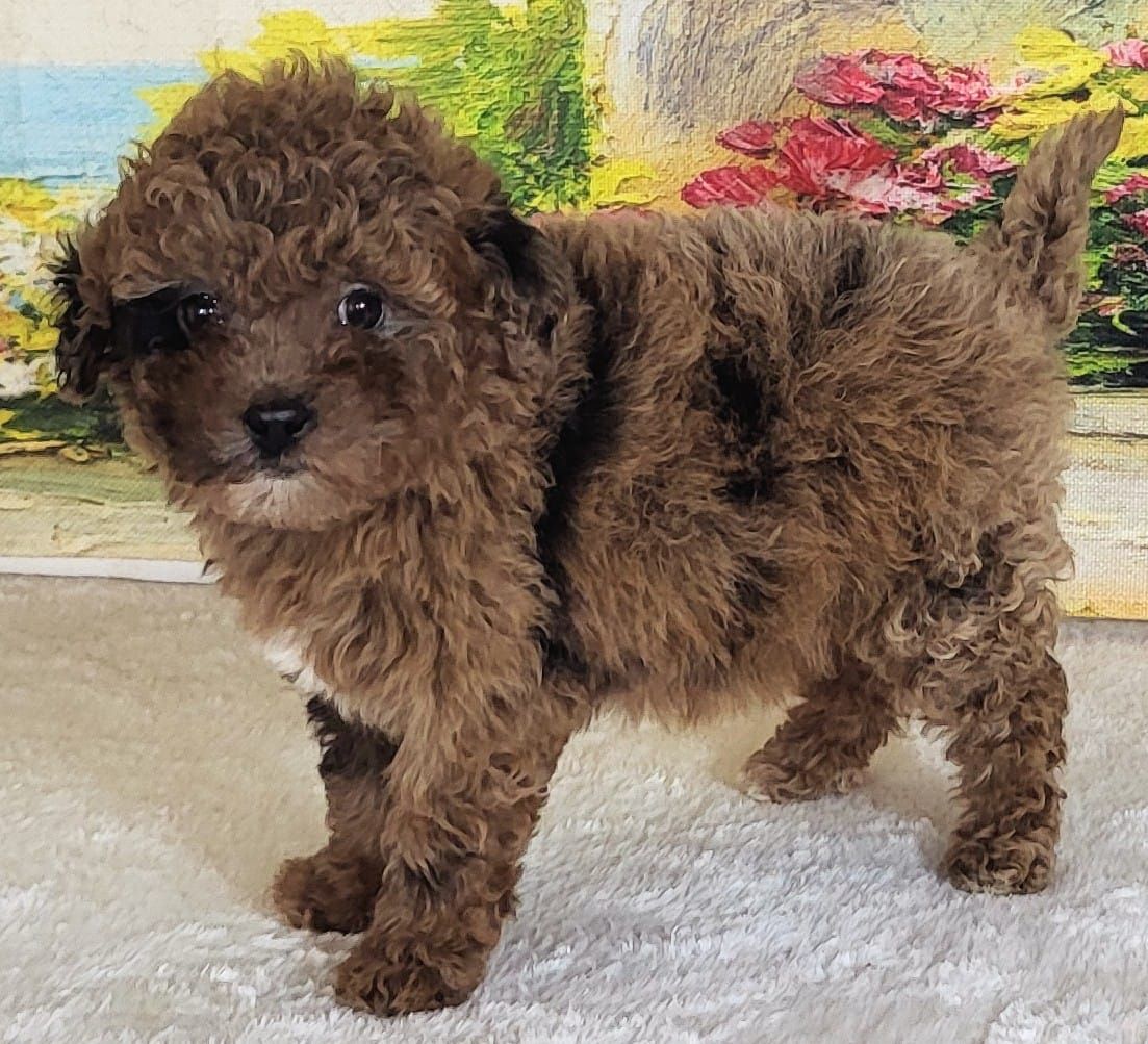 Micro Goldendoodle Girl Strawberry – $2400