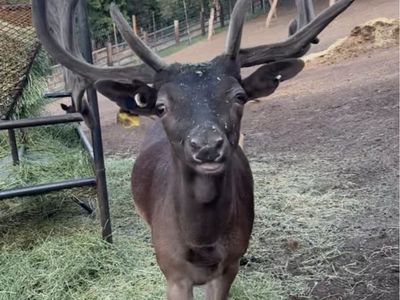 Fallow Deer - Bucks & Does for Breeding Stock or Custom Hunts