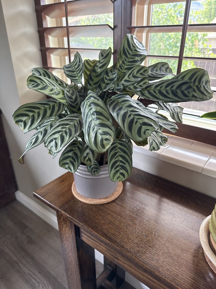 Calatheas