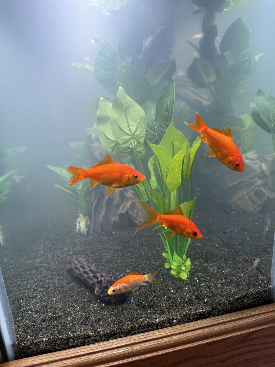 Free - Goldfish