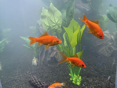 Free - Goldfish