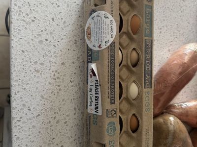 Fresh chicken eggs