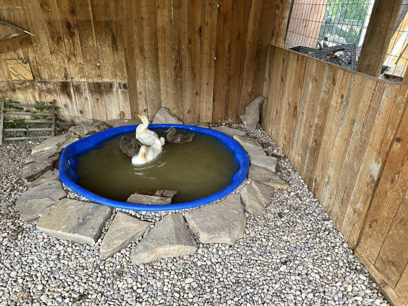 Baby Ducks