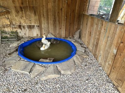 Baby Ducks
