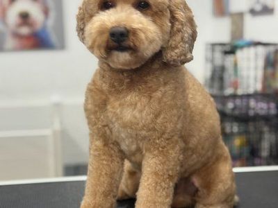 Golden Doodle - 4 yr old Male