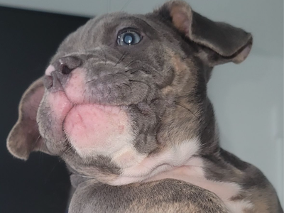 Adorable American Micro Bully Puppies – Ready for Loving Homes