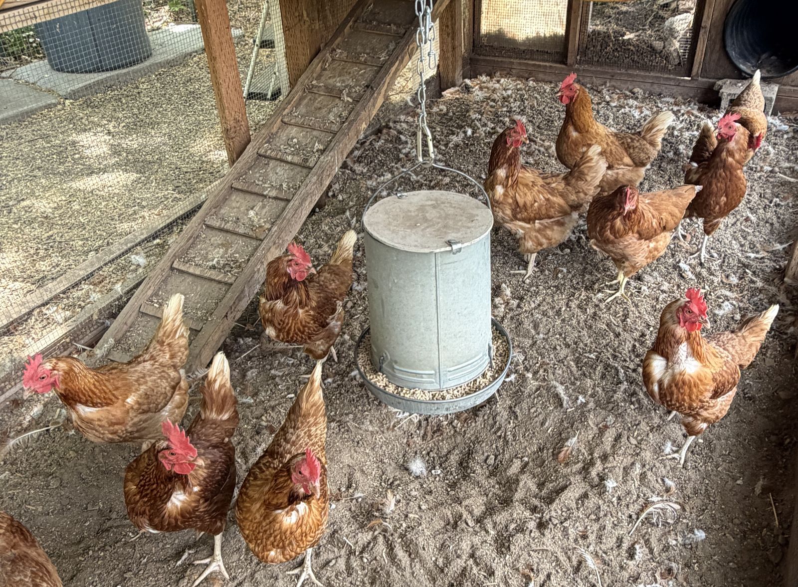 Laying Hens