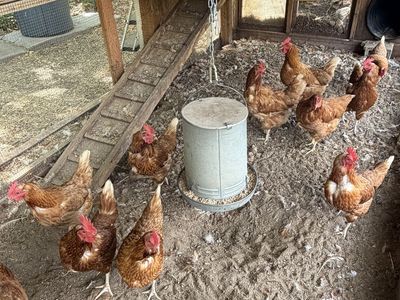 Laying Hens