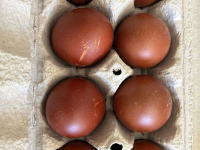 French Black Copper Marans Fertilized Eggs