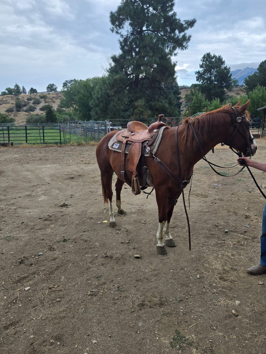 Six-year-old paint quarter horse