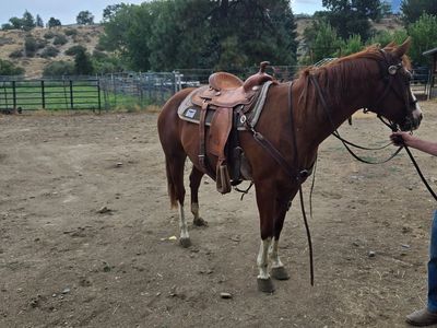 Six-year-old paint quarter horse