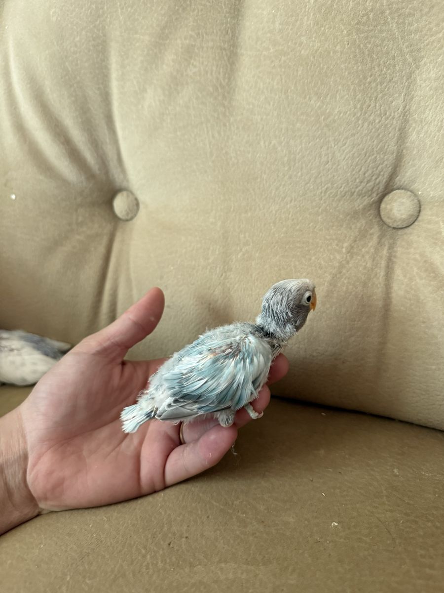 Baby love birds