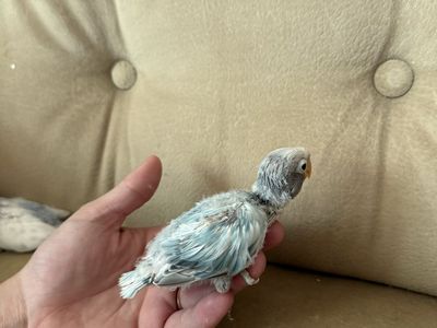 Baby love birds