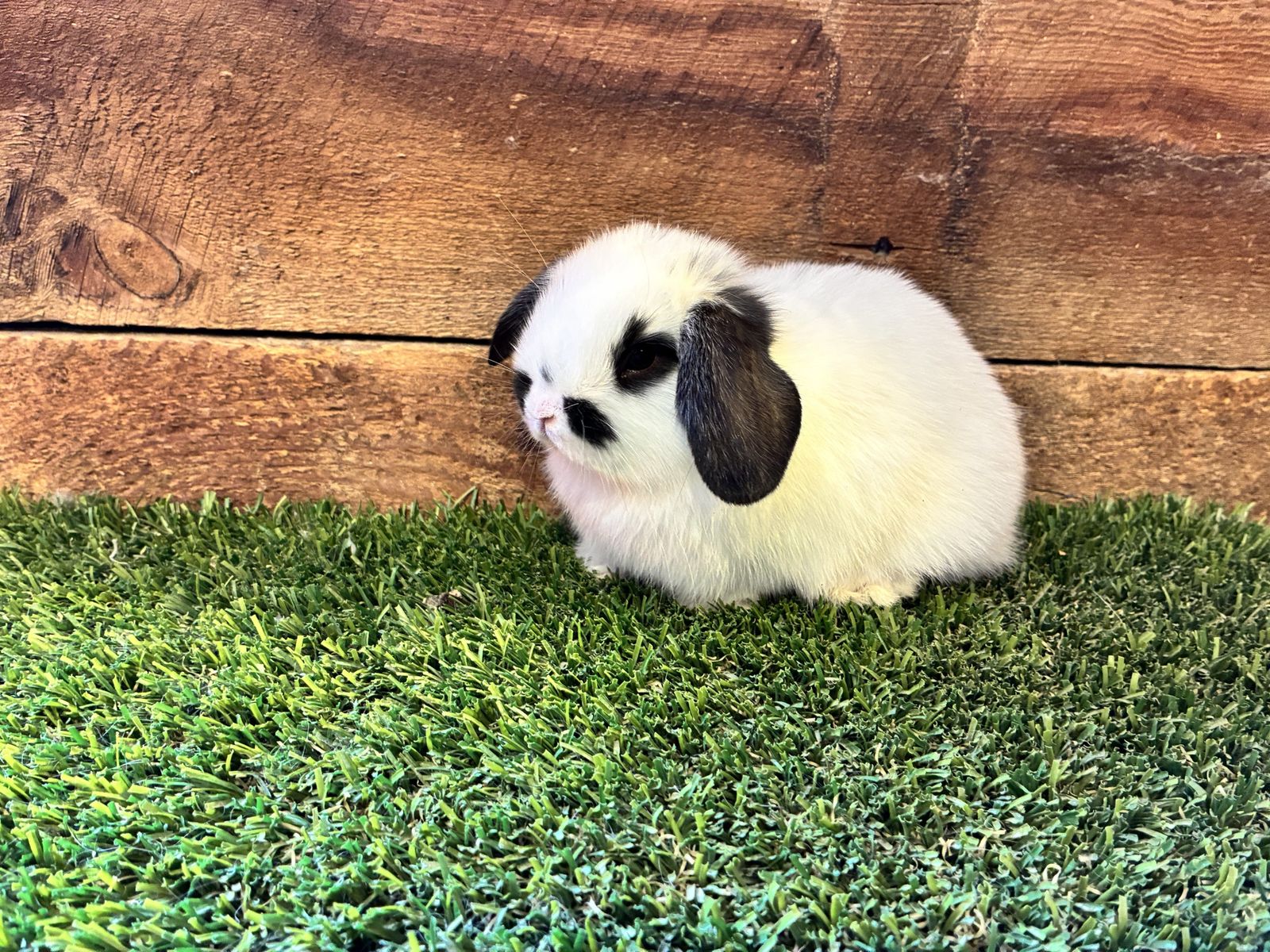 Holland Lop Baby