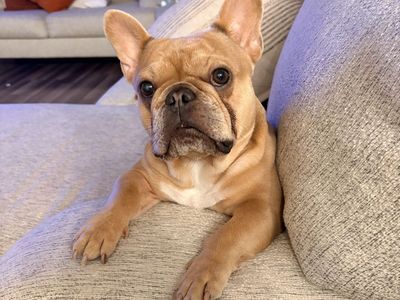French Bulldog Stud Service – Fawn Male