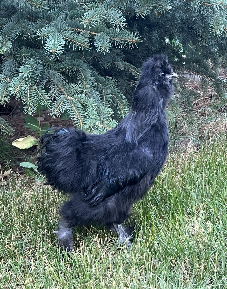 Silkie Rooster -TODAY ONLY