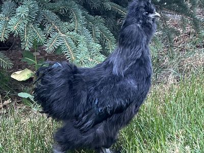 Silkie Rooster -TODAY ONLY