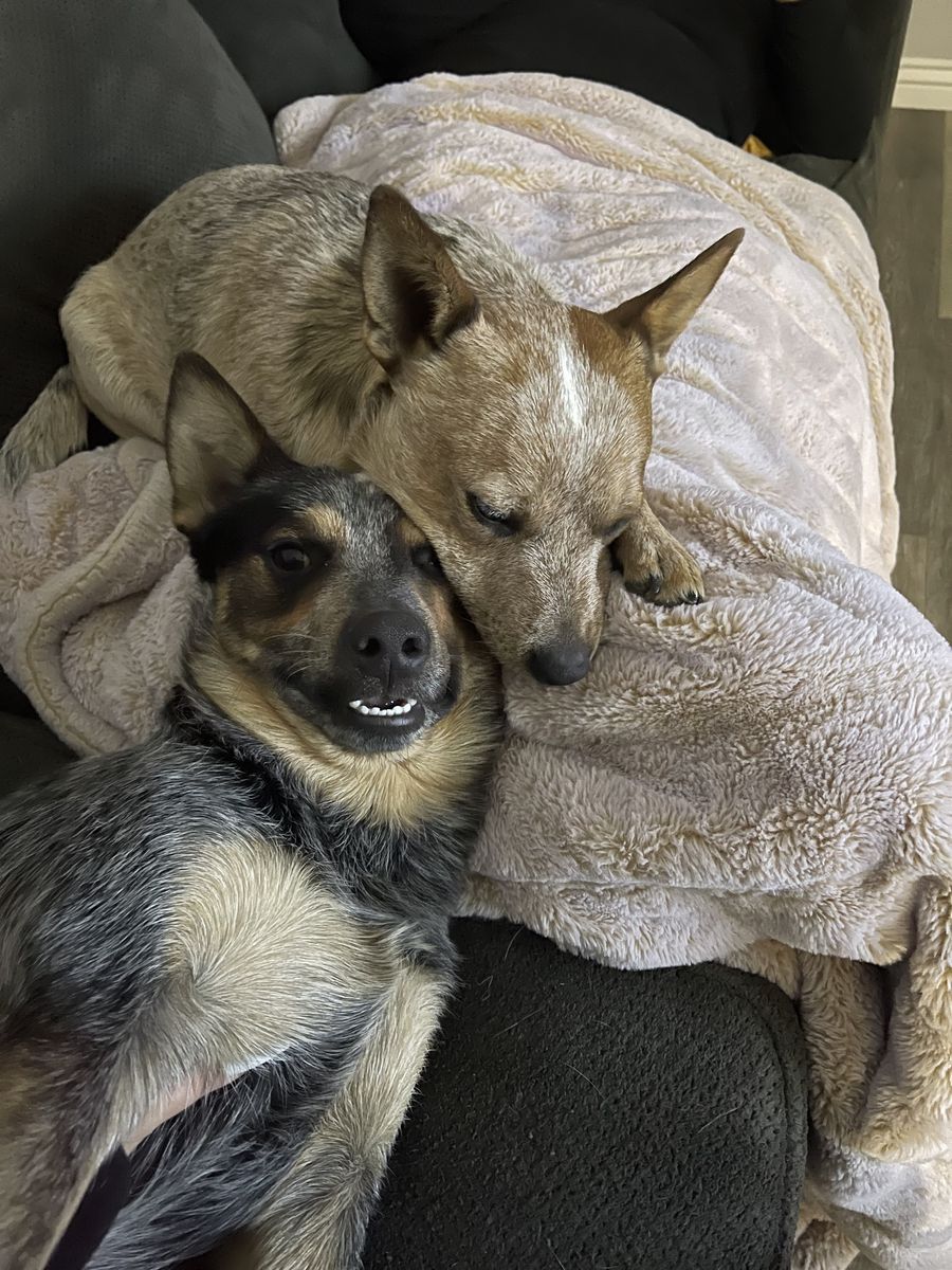 Heeler Brothers