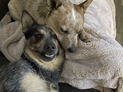 Heeler Brothers