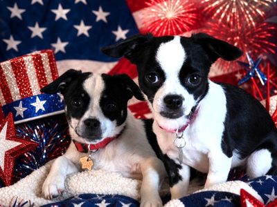 David & Alexis - Bonded Puppies - Available for adoption