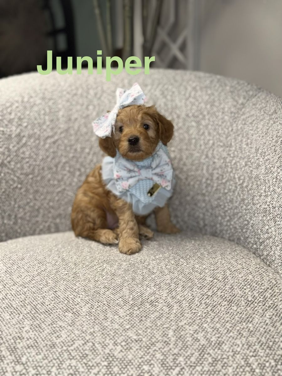 Mini Goldendoodle Puppy- Ready Now