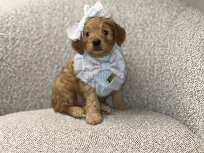 Mini Goldendoodle Puppy- Ready Now
