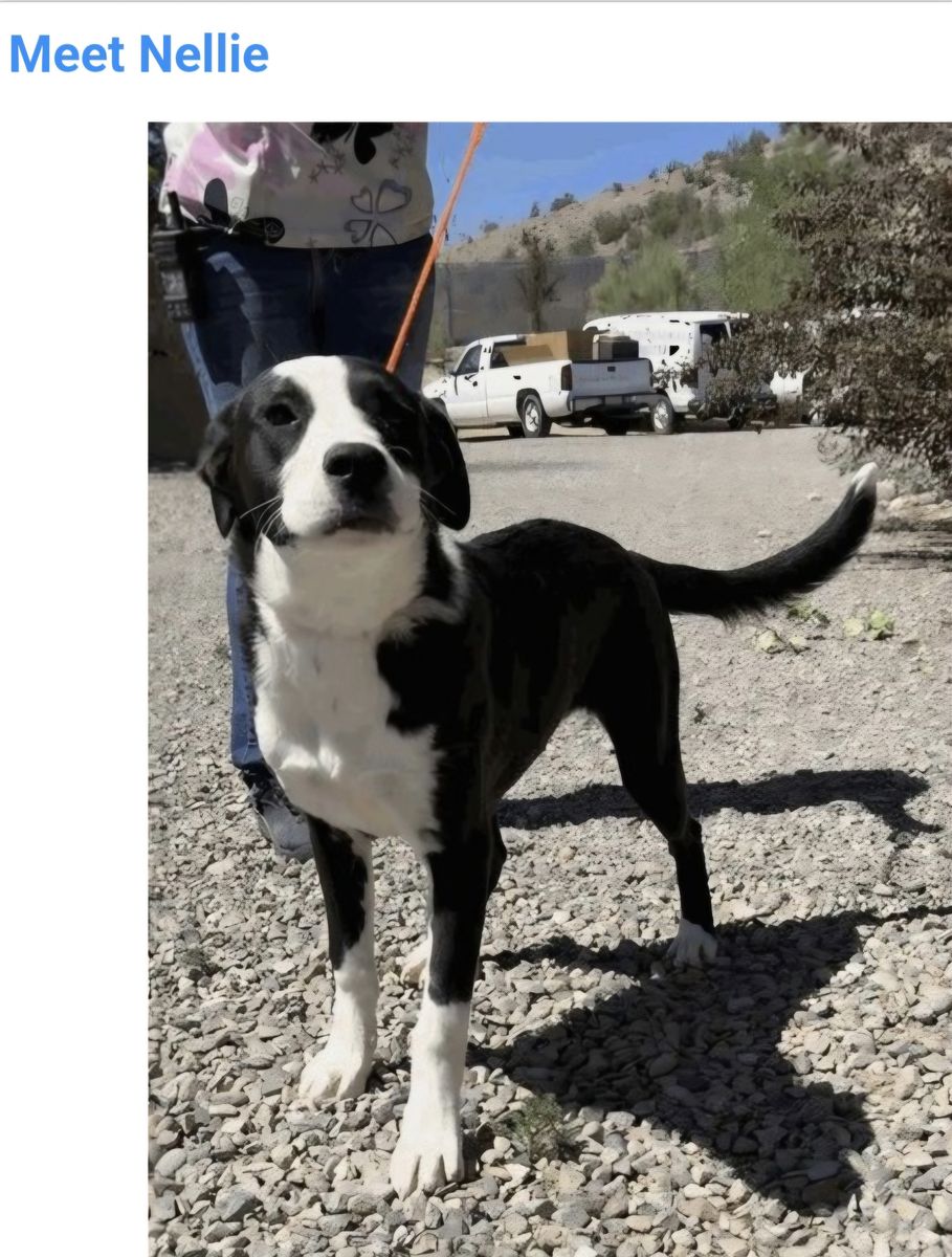 Nellie, border collie mix
