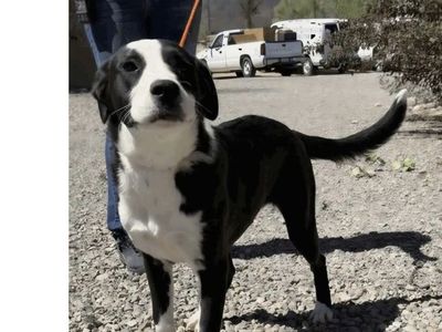 Nellie, border collie mix