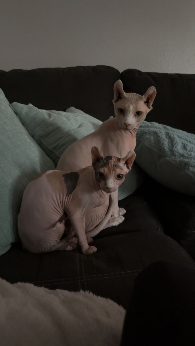 Sphynx