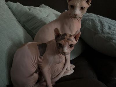 Sphynx