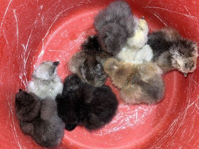 Silkie Chicks