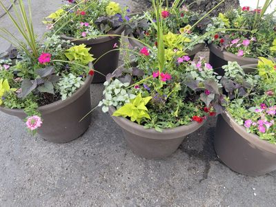 Mothers day flowers galore