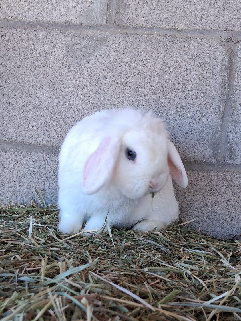 Holland lop BEW doe- Blue tulips