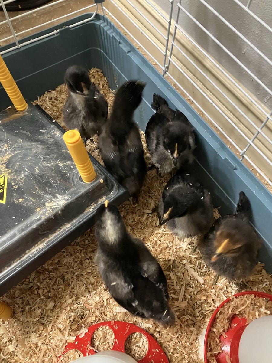 Barnyard Mix Chicks