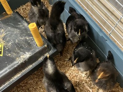 Barnyard Mix Chicks