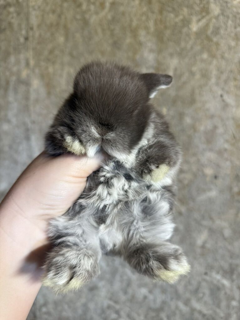 Pedigree Holland Lop Buck Ready By Easter!!!