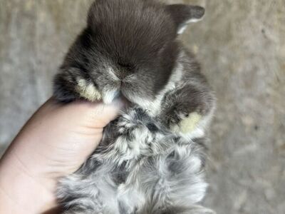 Pedigree Holland Lop Buck Ready By Easter!!!