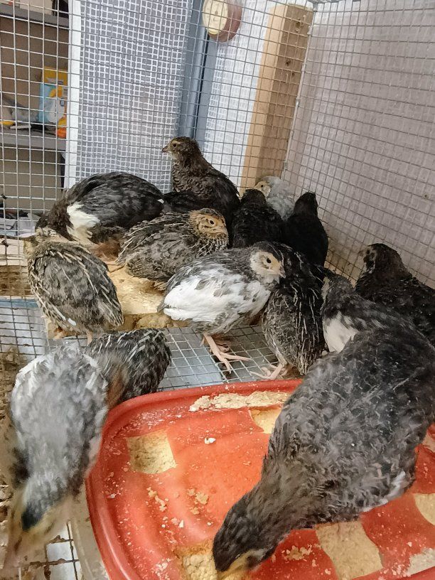 Corturnix quail chicks 3 weeks old