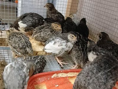 Corturnix quail chicks 3 weeks old