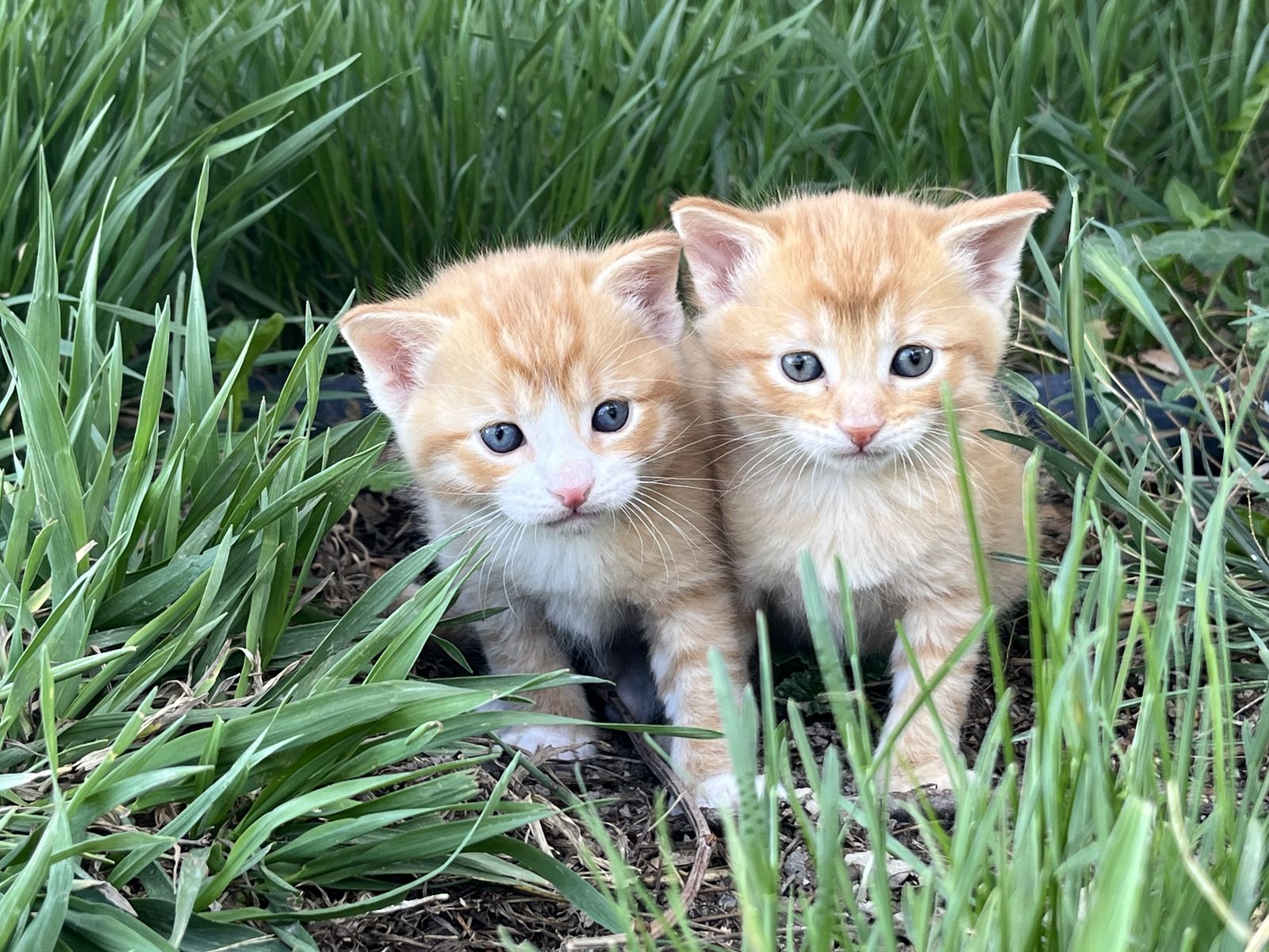 Kittens