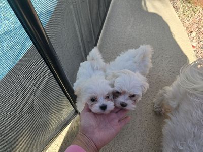 Maltese Puppies for Sale