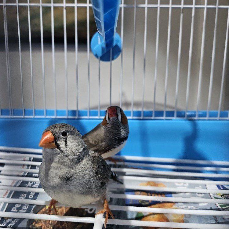 Male and Female Zebra Finch