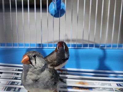 Male and Female Zebra Finch