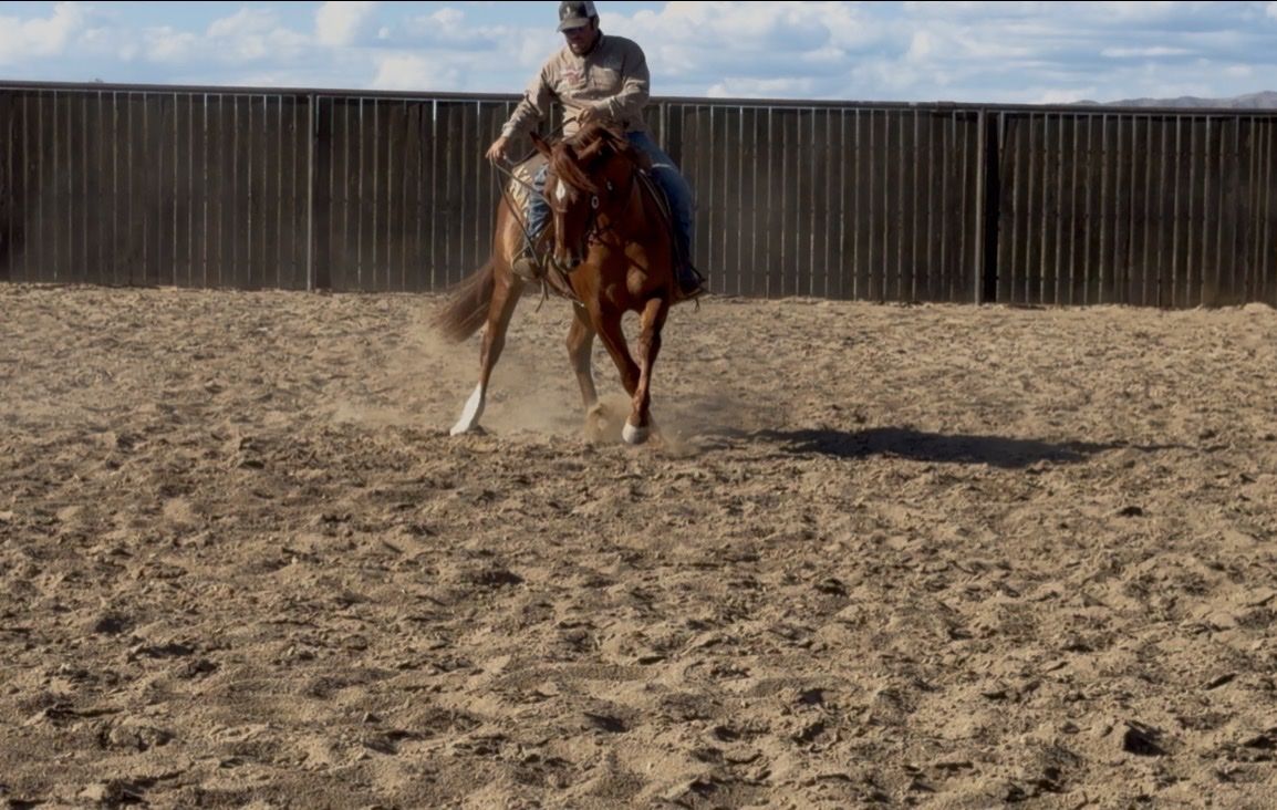 2023 Gunners Special Nite Gelding