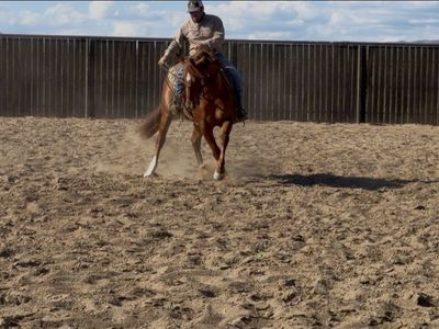 2023 Gunners Special Nite Gelding